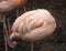 Pink Chilean Flamingo Feathers Ball