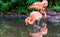 Pink chilean flamingo standing on one leg in the water, popular zoo bird from chili, Near threatened animal specie