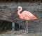 Pink chilean flamingo standing at the water side, portrait of a near threatened bird from America