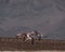 Pink Chilean Flamingos flying in a desert.