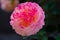 Pink china rose in closeup