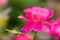 Pink china rose in closeup view