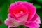 Pink china rose in closeup view