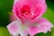 Pink china rose in closeup view