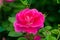 Pink china rose in closeup view