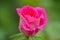 Pink china rose in closeup view