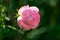 Pink China rose in deep green background