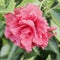 Pink China Rose, Hibiscus Double close-up