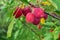 Pink Chinese apples, ranetka or paradise apples on the green branch Malus prunifolia, plumleaf crab apple, plum-leaved