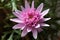 Pink chinese aster surrounded by blurred green branches