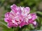 Pink Chinese peony flower