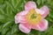 Pink Chinese peony flower