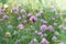 Pink chives flower, bee pollination