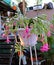 Pink Christmas Cactus in full bloom.