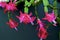 Pink Christmas cactus. Thanksgiving cactus. Crab holiday cactus. Schlumbergera Truncata zygocactus