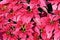 Pink christmas Princettia Poinsettia Euphorbia pulcherrima top view close up.
