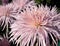 Pink chrysanthemum