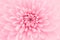 Pink chrysanthemum