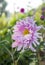 Pink chrysanthemum