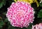 Pink chrysanthemum
