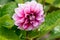 Pink chrysanthemum bloom in summer garden near the house