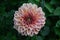 Pink Chrysanthemum blooming