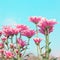 Pink chrysanthemum blossom background