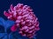 pink chrysanthemum blossom macro with green leaves on dark blue background in vintage painting style