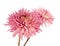 Pink chrysanthemum floweon