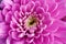 Pink chrysanthemum flower with beautiful pink patels