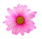 Pink chrysanthemum flower isolated