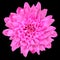 Pink Chrysanthemum Flower Isolated over Black