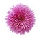 Pink chrysanthemum flower isolated on white