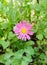 Pink Chrysanthemum flower, mums or chrysanths, genus Chrysanthemum in the family Asteraceae, green field, close up