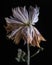 Pink Chrysanthemum Flower Portrait - Withered and Wilted Flower