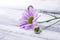 Pink Chrysanthemum flower on rustic white wooden table.