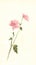 Pink chrysanthemum flower watercolor painting