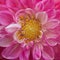 Pink chrysanthemum flower with yellow macro center