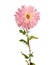 Pink chrysanthemum floweron