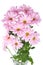 Pink chrysanthemum flowers bouquet