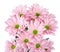 Pink chrysanthemum flowers bouquet