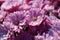 Pink chrysanthemum flowers close up view. Luxurious bouquet of fresh flowers.