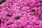 Pink chrysanthemum flowers field blooming top view patterns in garden