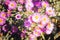 Pink chrysanthemum flowers macro image, floral vintage background. Closeup, soft focus