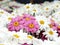 Pink Chrysanthemum flowers among white Chrysanthemum flowers