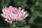 Pink chrysanthemum in the garden. Close-up shot, blur the background