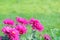 Pink chrysanthemum and green grassland