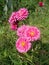 Pink chrysanthemum mums aster flowers, crysanths