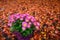 Pink chrysanthemum plant with yellow centers on a driveway covered with small maple leaves in red, yellow, and orange