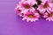 Pink chrysanthemum with yellow core on purple background